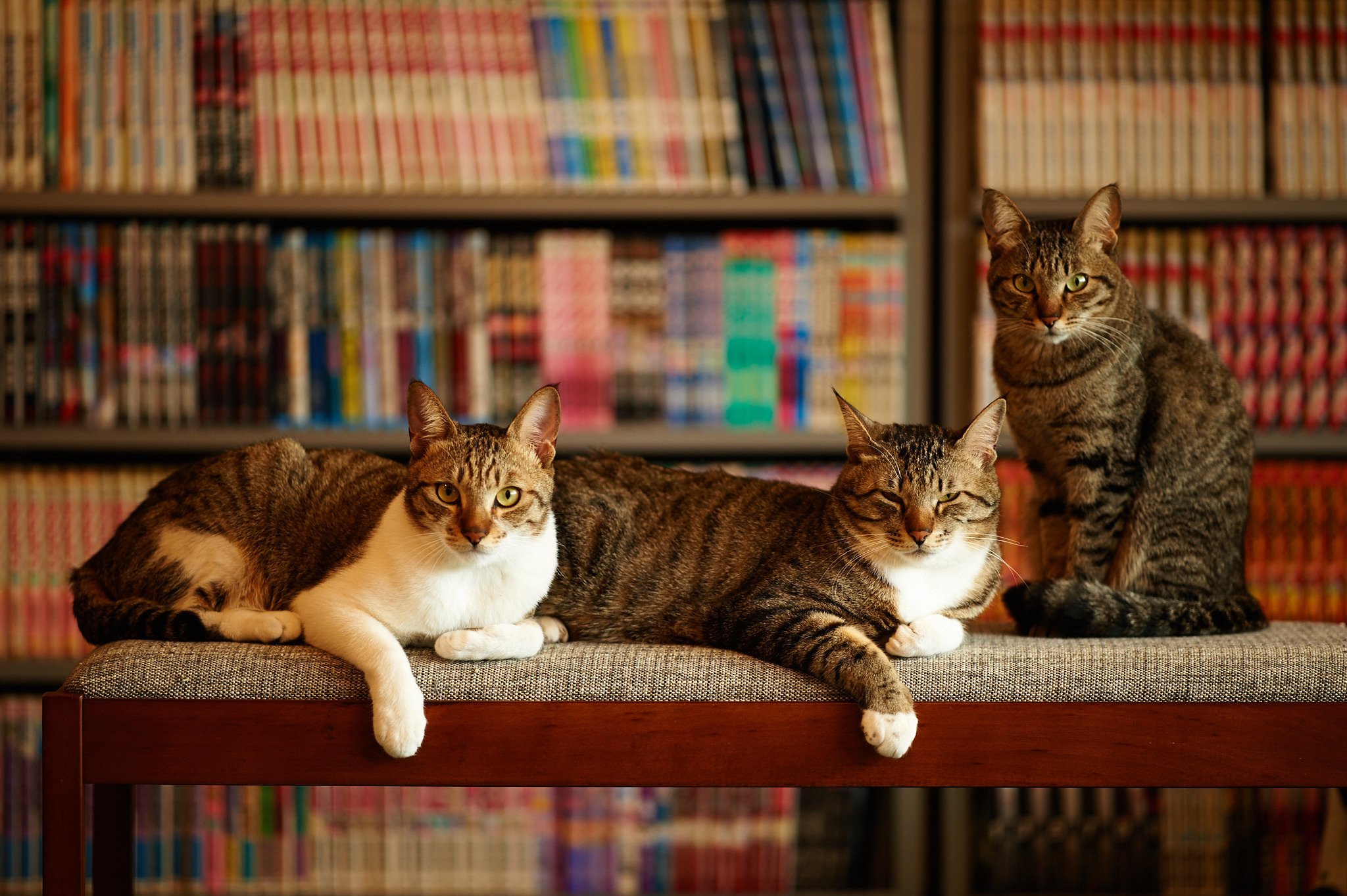 cats Wallpaper