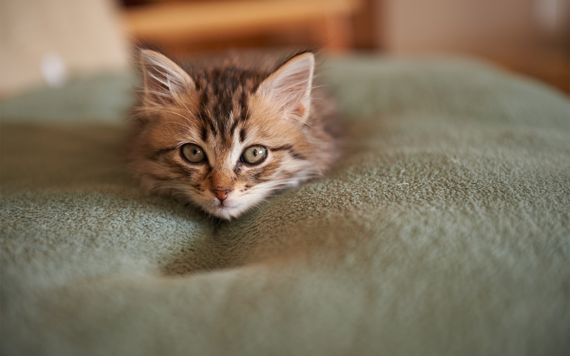 kitten, Cat, Animal, Baby Wallpaper