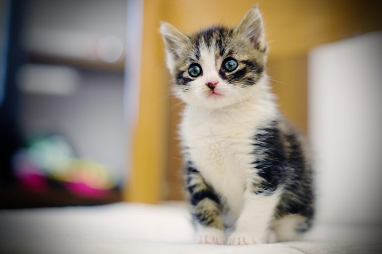 kitten, Cat, Eyes, Whiskers, Nose, Cute, Animals, Baby HD Wallpaper Desktop Background