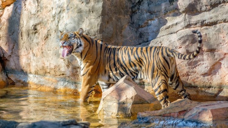 tiger, Wild, Cat, Predator, Stripes HD Wallpaper Desktop Background