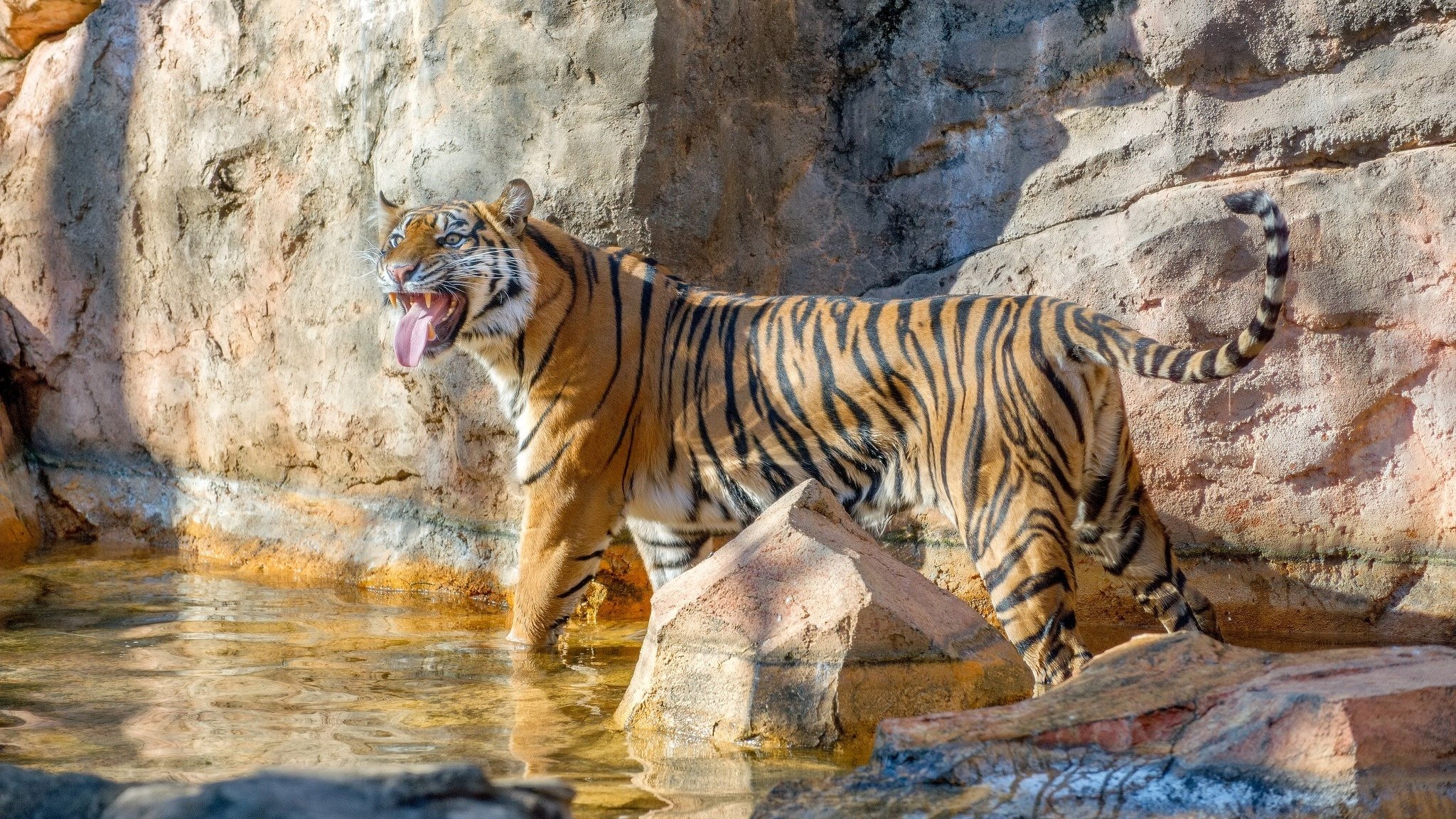 tiger, Wild, Cat, Predator, Stripes Wallpaper