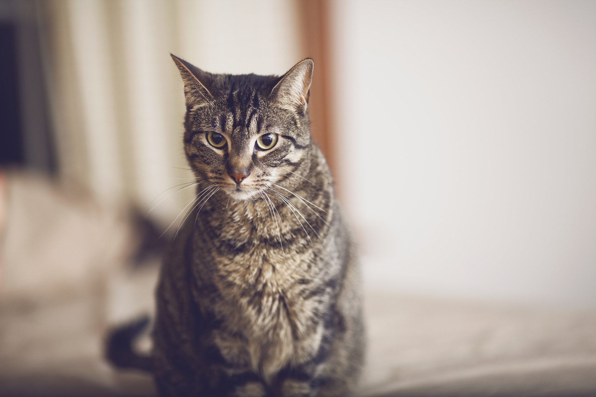 whiskers, Cat, Fur, Look, Cat Wallpaper