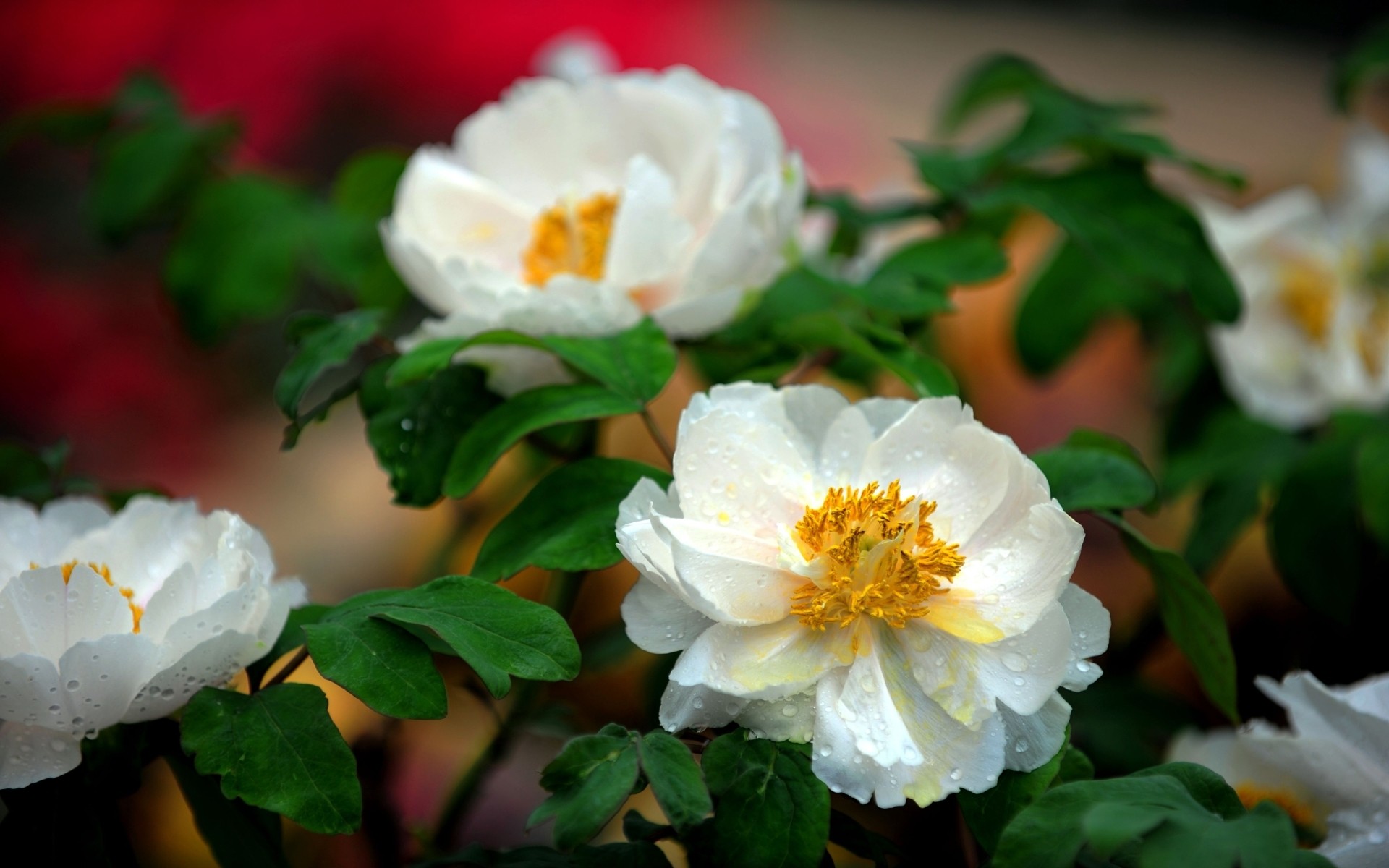 flowers Wallpaper