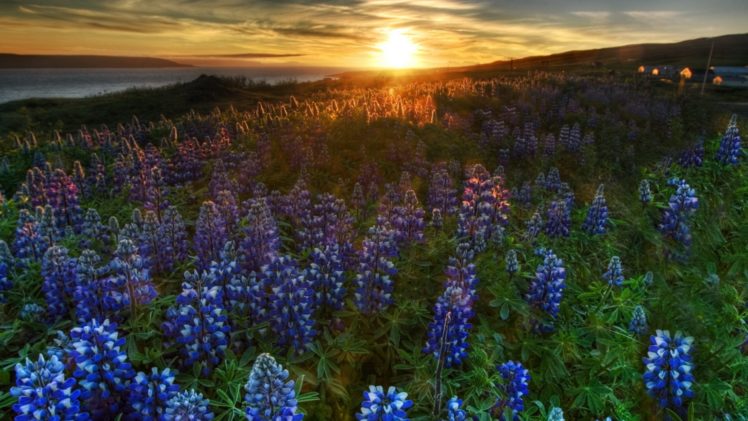 sunset, Nature, Flowers, Blue, Flowers, Bluebells HD Wallpaper Desktop Background