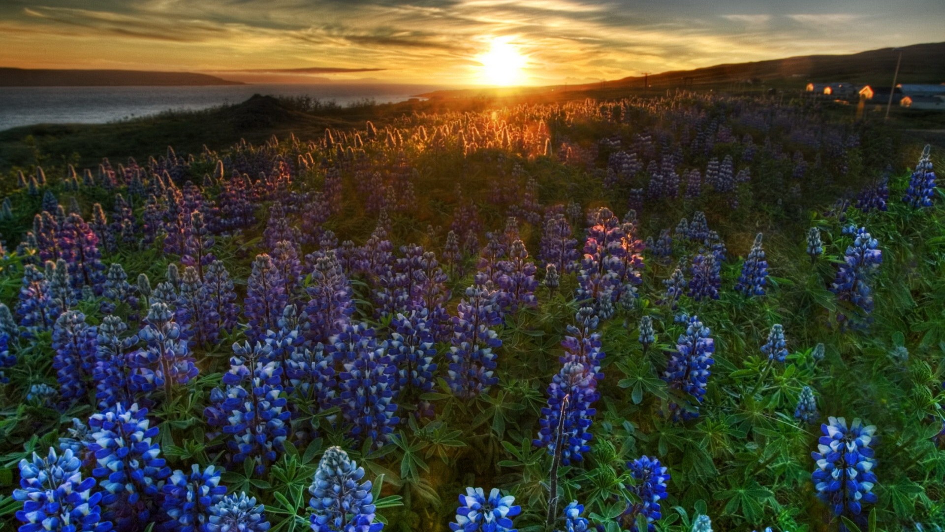 sunset, Nature, Flowers, Blue, Flowers, Bluebells Wallpaper