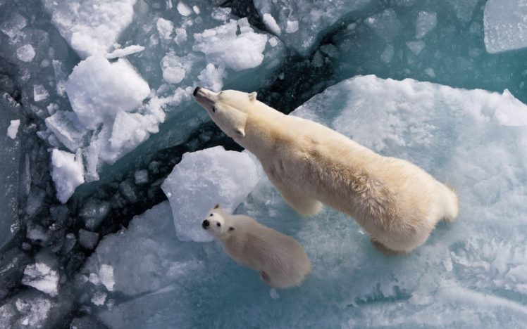 ice, White, Animals, Polar, Bears, Baby, Animals HD Wallpaper Desktop Background