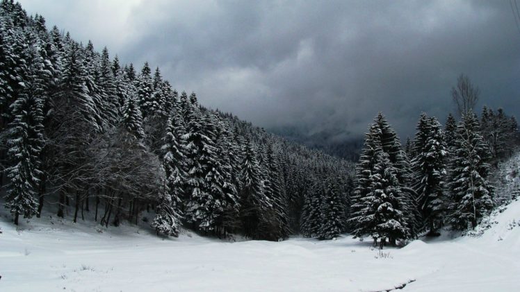 winter, Snow, Trees, Forest HD Wallpaper Desktop Background