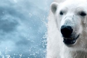 polar, Bear