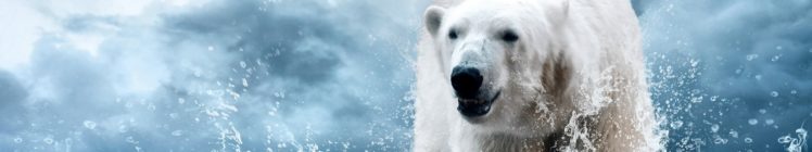 polar, Bear HD Wallpaper Desktop Background