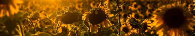 sunflower HD Wallpaper Desktop Background