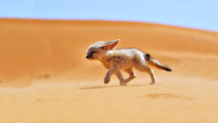 sand, Fox, Desert, Wind, Landscapes, Africa, Algeria, Animals, Nature, Fennec HD Wallpaper Desktop Background