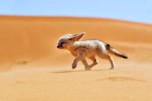 sand, Fox, Desert, Wind, Landscapes, Africa, Algeria, Animals, Nature, Fennec