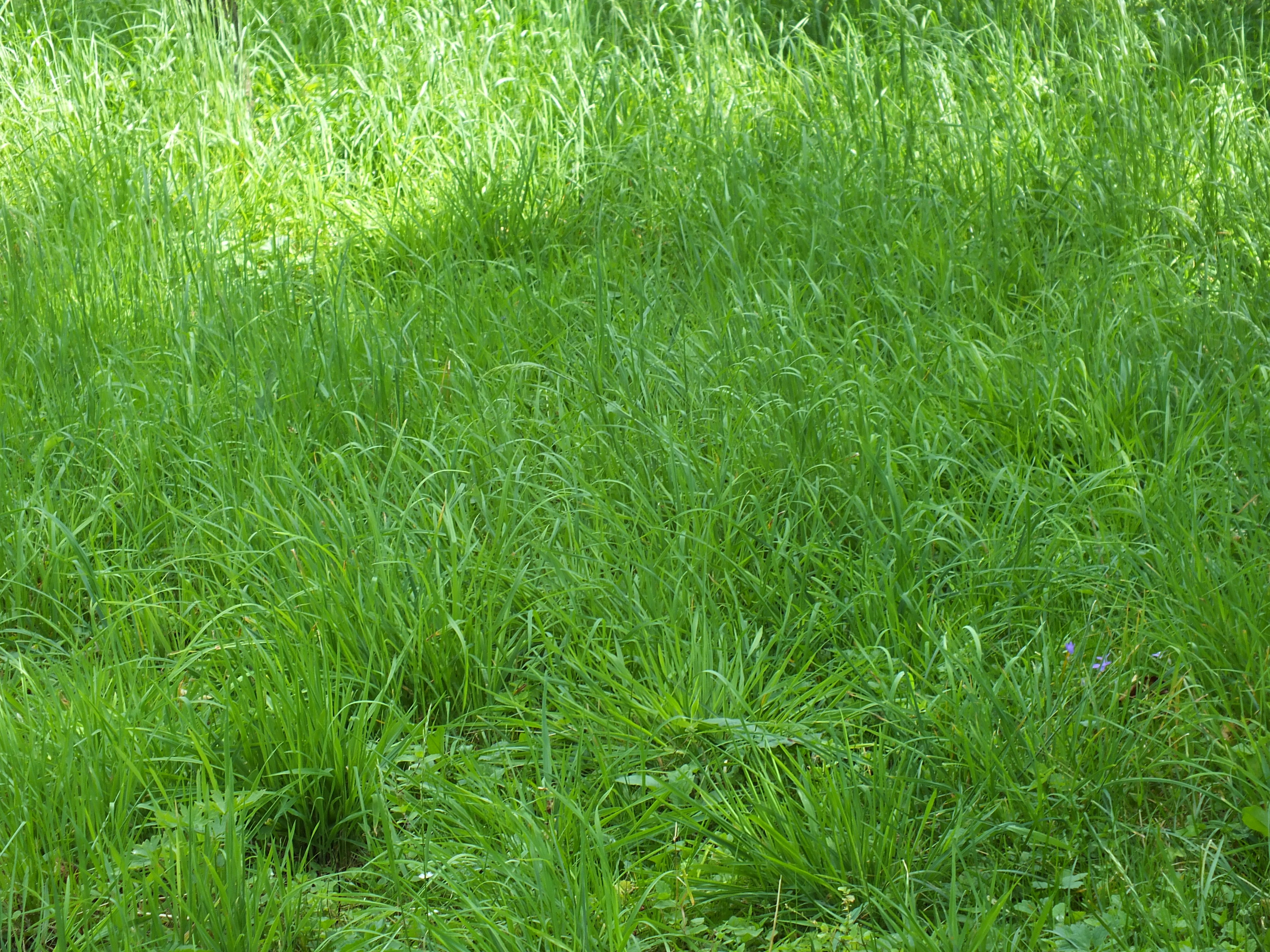 grass, Shadow, Green Wallpaper