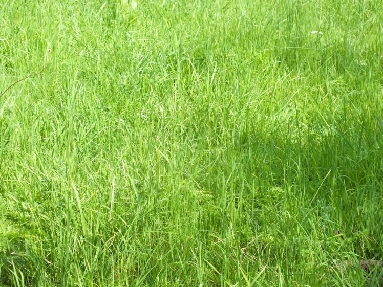 grass, Green HD Wallpaper Desktop Background