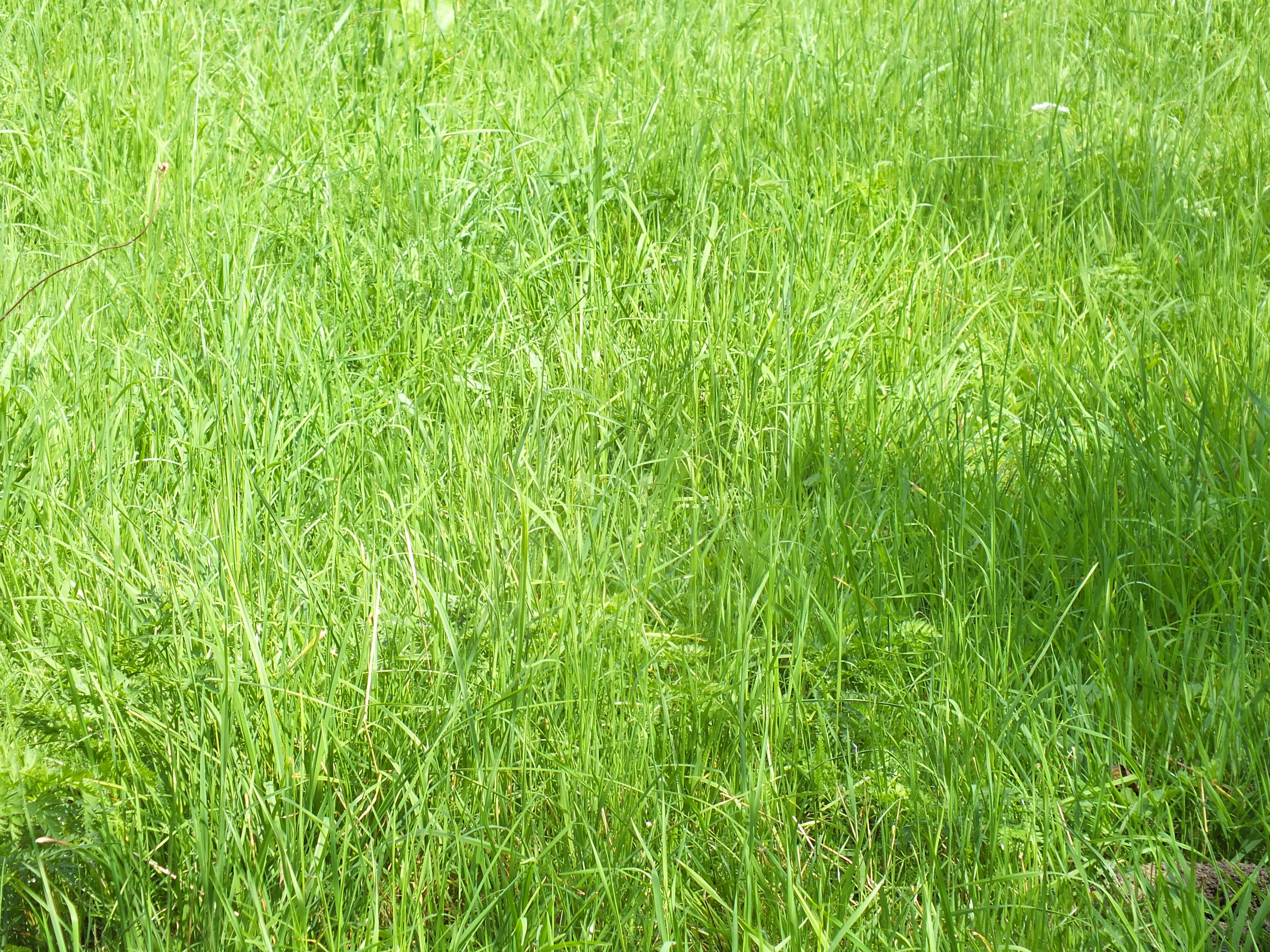 grass, Green Wallpaper