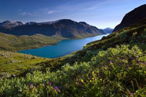norway, Lakes, Landscapes, Forest, Mountains, Trees, Flowers, Grass, Green, Snow, Spring