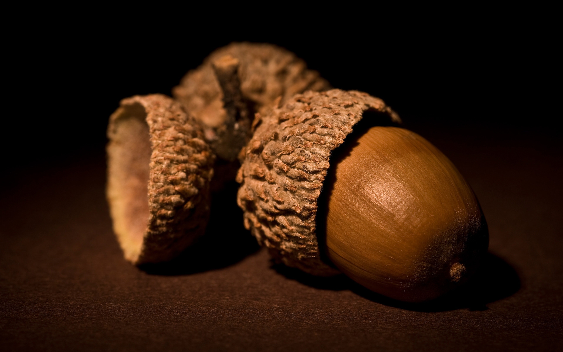 acorn catalog
