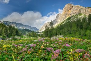 flowers, Mountain, Meadows, Alps, Mountains, Trees, Landscape
