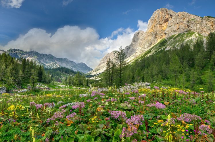 flowers, Mountain, Meadows, Alps, Mountains, Trees, Landscape HD Wallpaper Desktop Background
