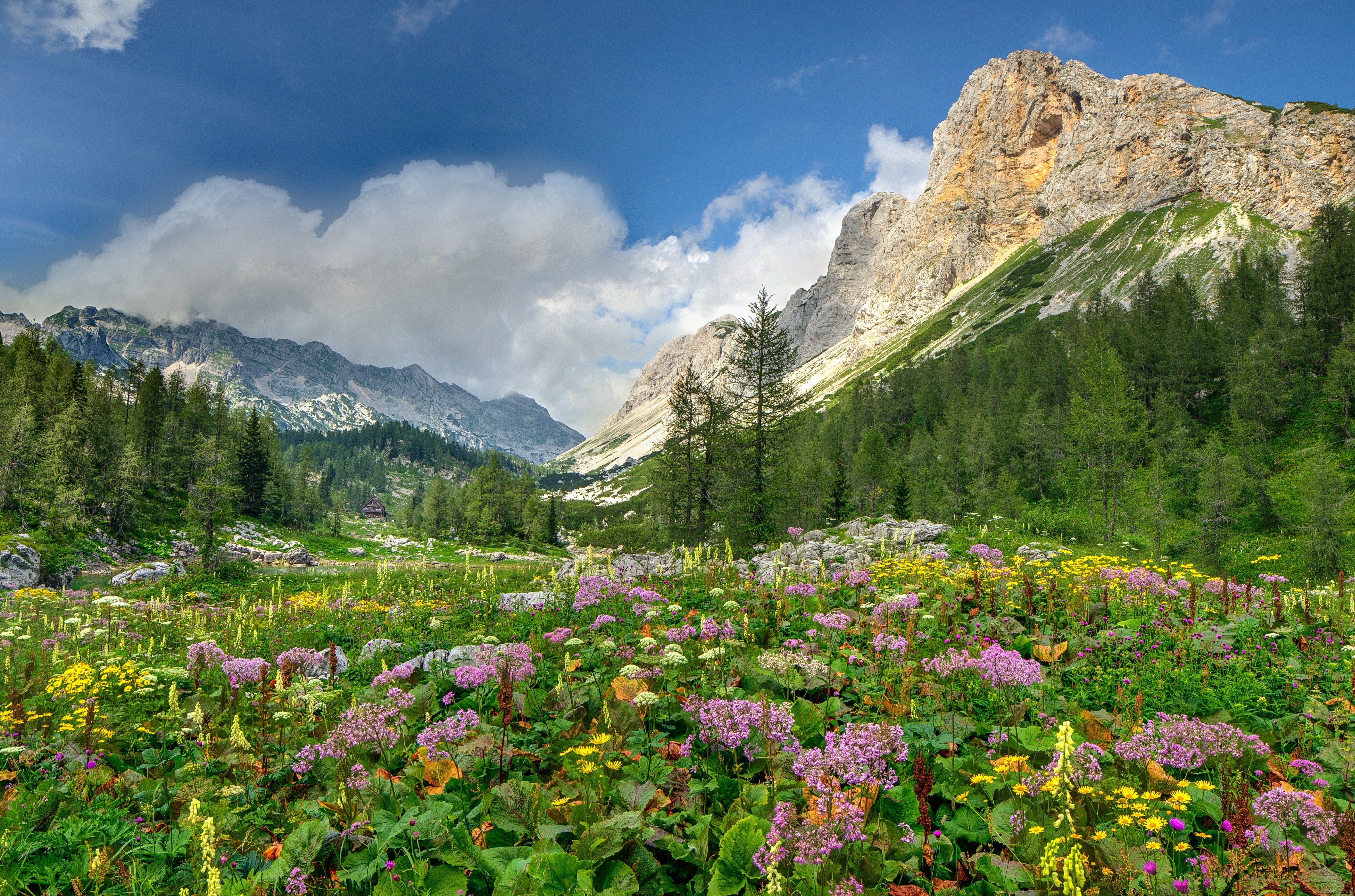 flowers, Mountain, Meadows, Alps, Mountains, Trees, Landscape Wallpaper