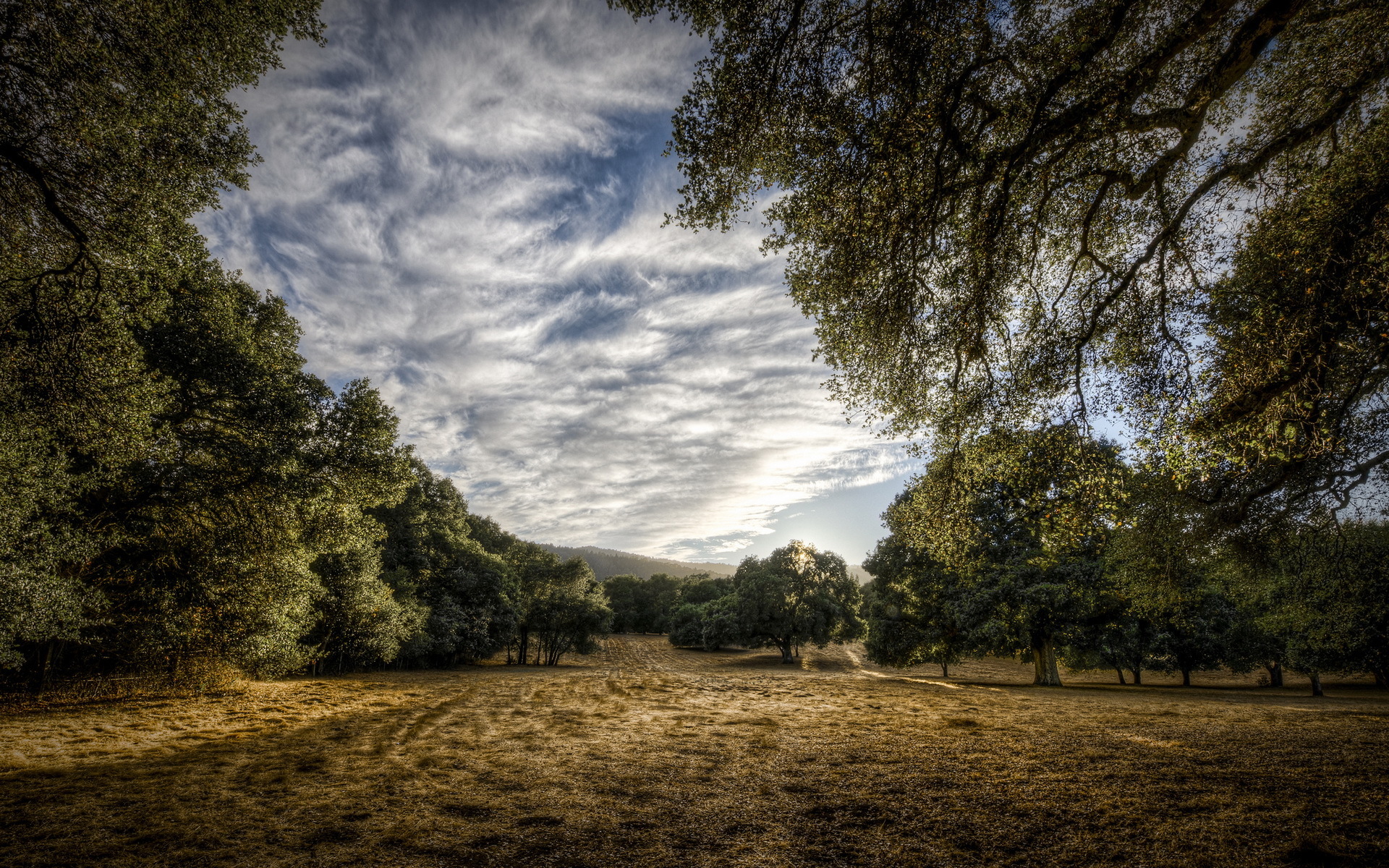 field, Trees, Landscape Wallpaper