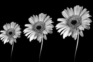 black, And, White, Flowers, Black, Background