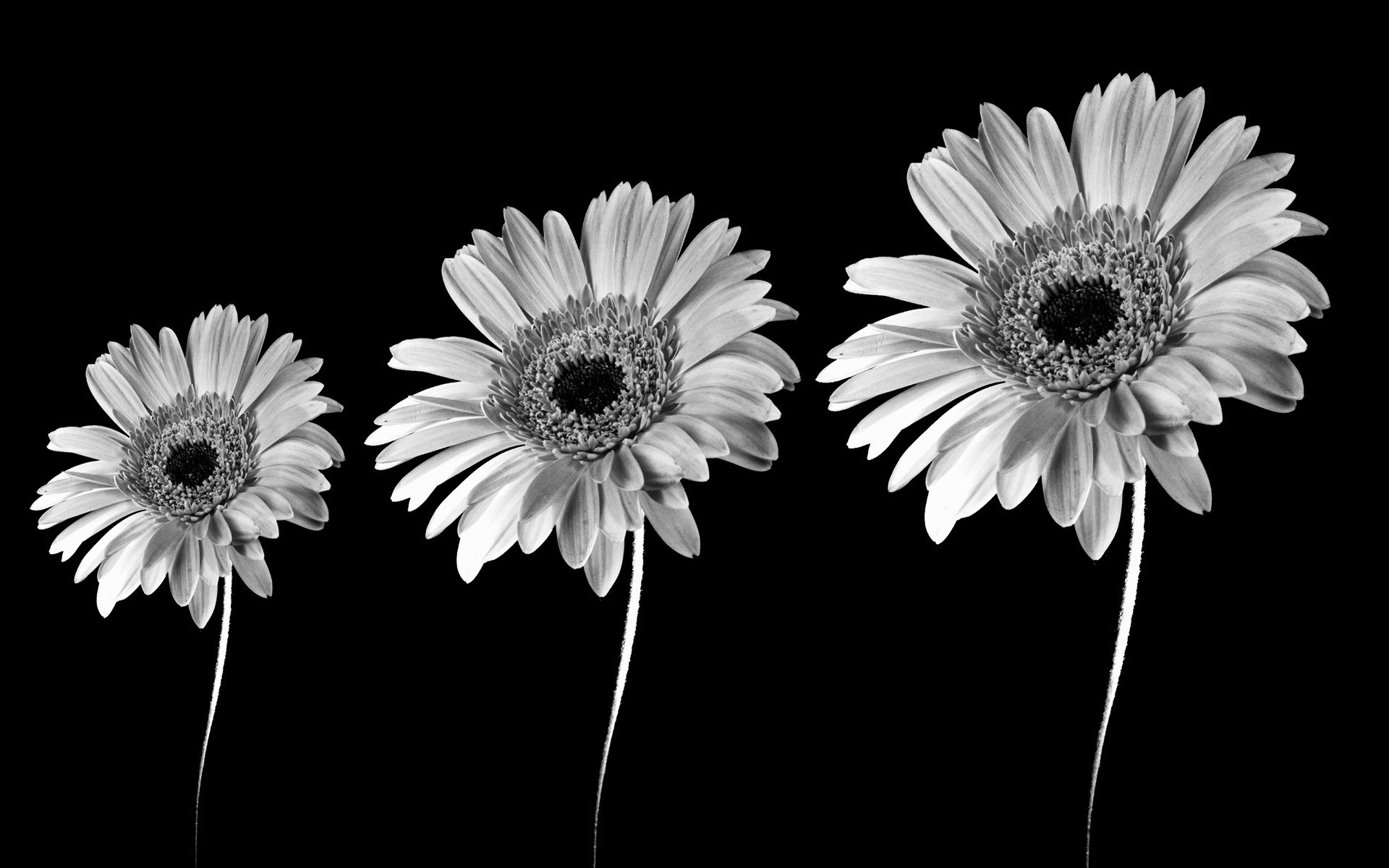 black, And, White, Flowers, Black, Background Wallpaper
