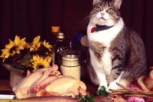 cats, Food, Meat, Fish, Chickens, Beef