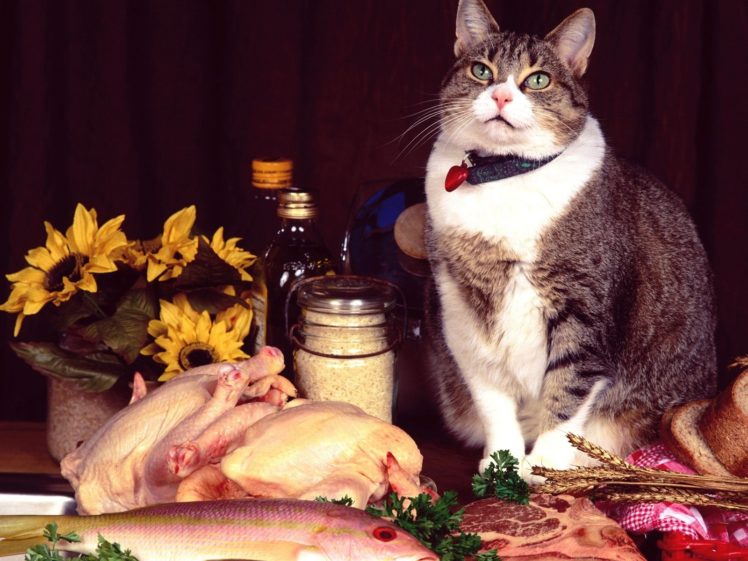 cats, Food, Meat, Fish, Chickens, Beef HD Wallpaper Desktop Background