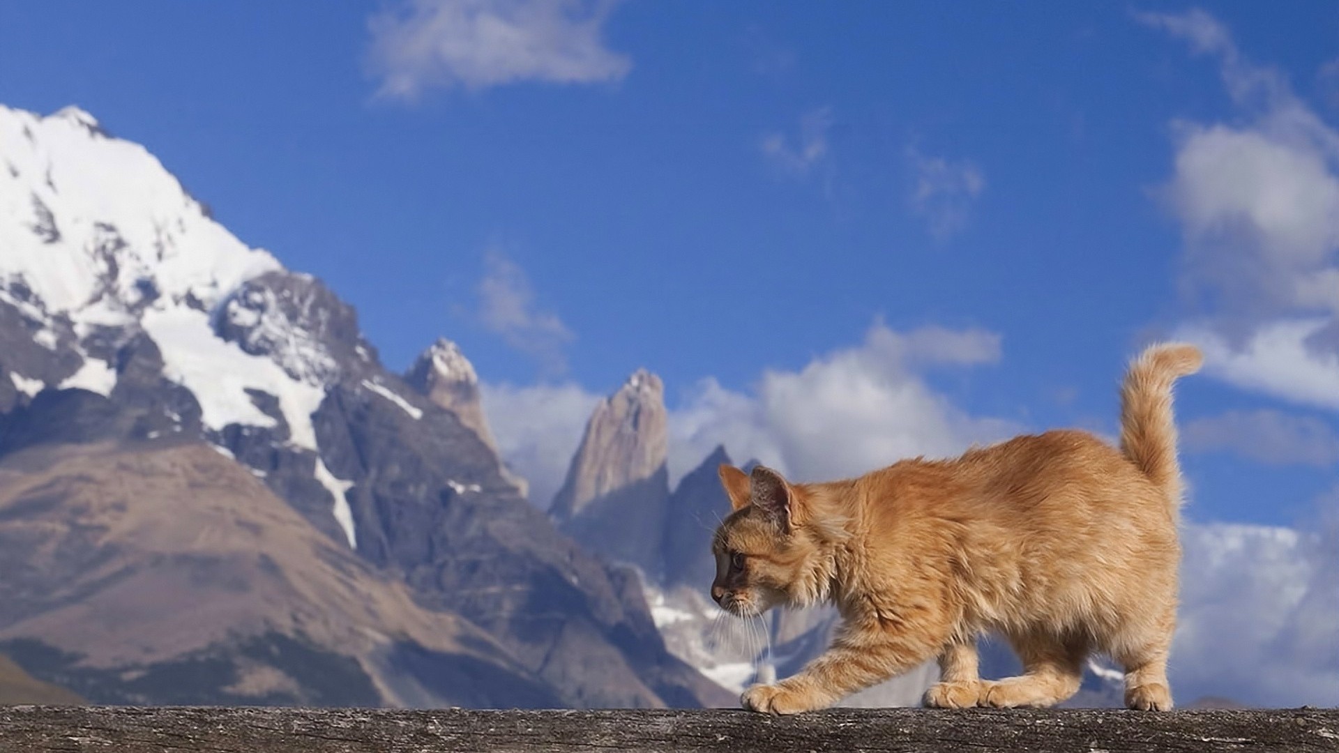 mountains, Cats, Animals, Kittens Wallpaper