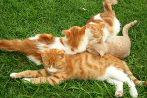 cats, Grass, Kittens