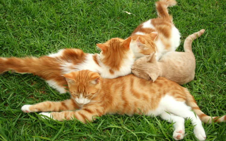 cats, Grass, Kittens HD Wallpaper Desktop Background