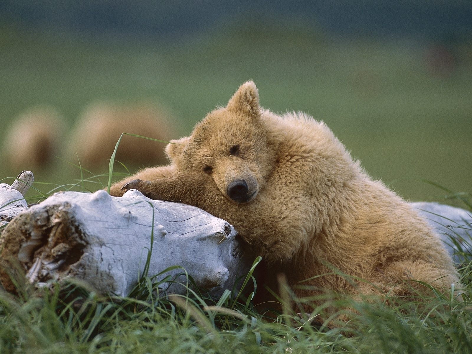 animals, Bears Wallpaper