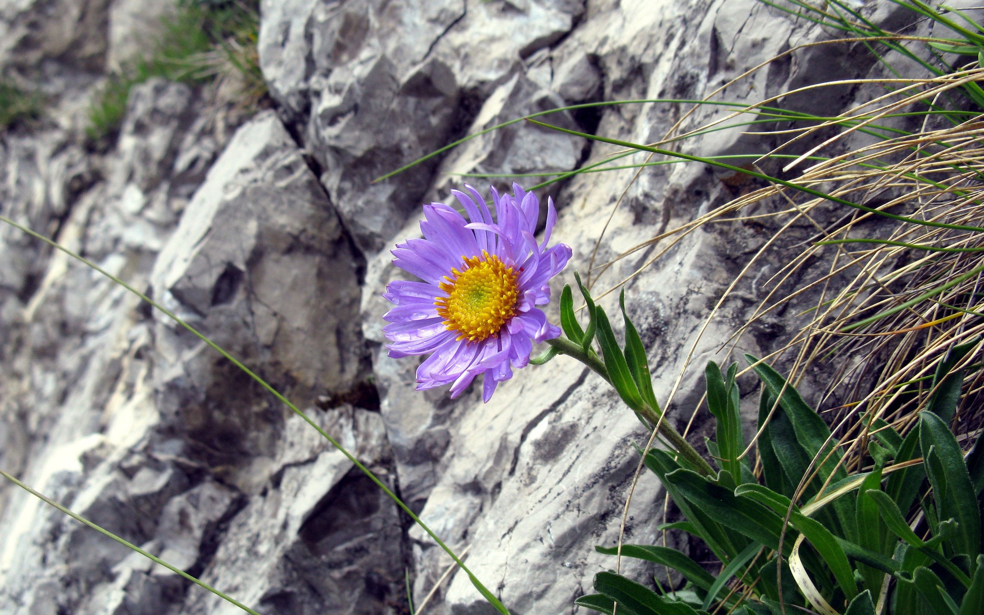 flowers Wallpaper