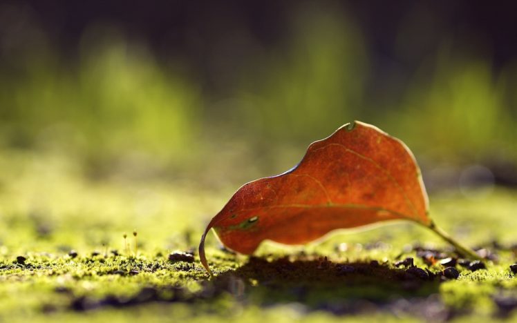 nature, Leaf, Macro HD Wallpaper Desktop Background