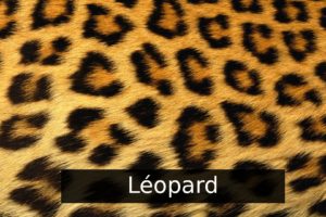 wallpaper, Triple, Multi, Multiple, Monitor, Screen, Leopard, Jaguar, Gepard, Cheetah