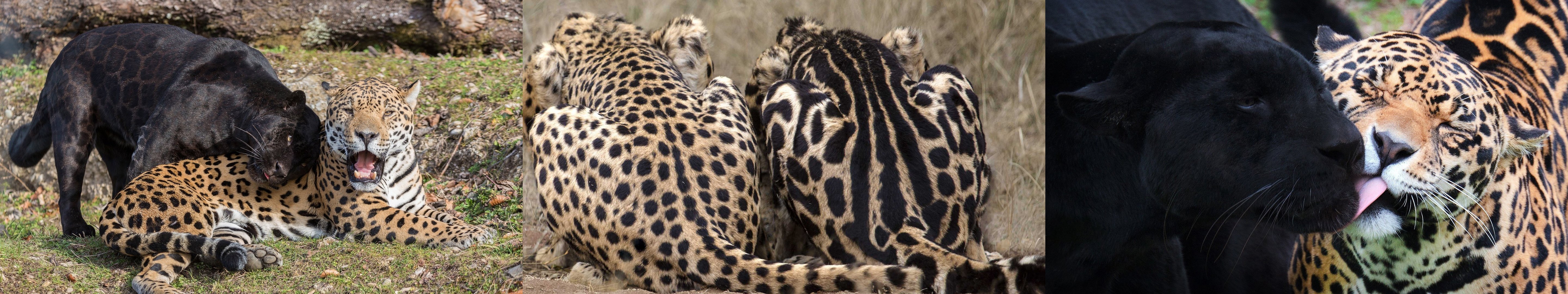 wallpaper, Triple, Multi, Multiple, Monitor, Screen, Leopard, Panther Wallpaper