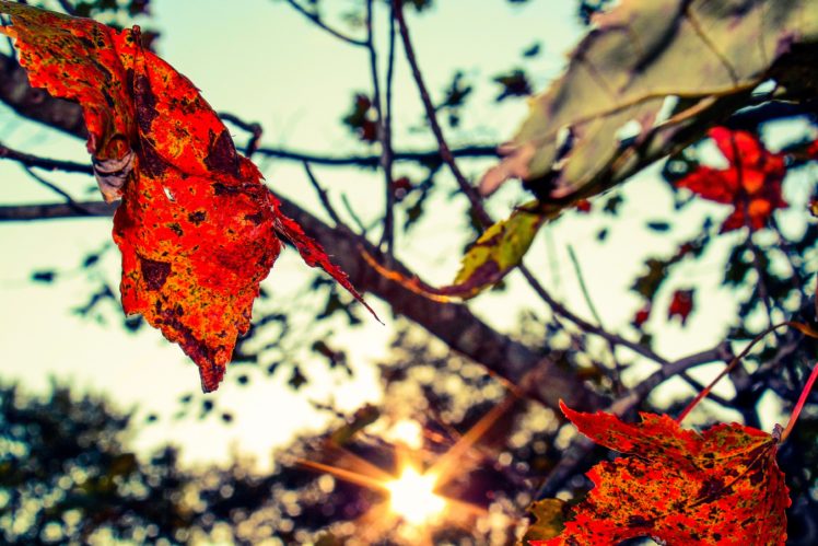 nature, Trees, Autumn,  season HD Wallpaper Desktop Background