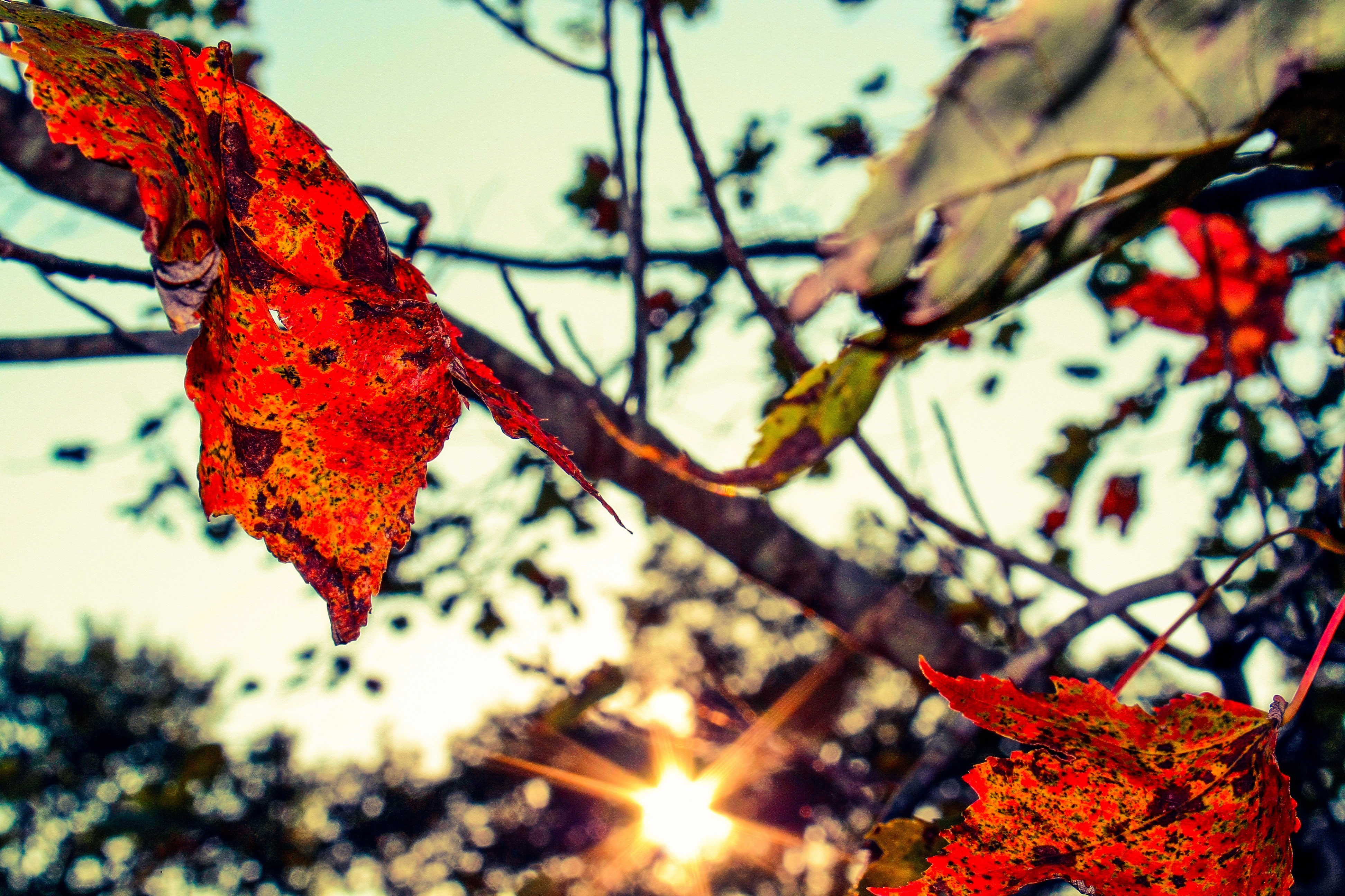 nature, Trees, Autumn,  season Wallpaper