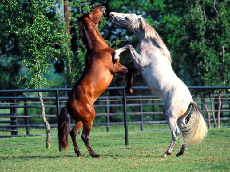 animals,  , Horses, Brown, White, Horse, Farms HD Wallpaper Desktop Background