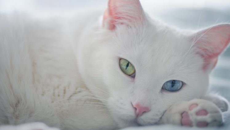 van, Cats, Cute, Blue, Green, Eyes, Animal HD Wallpaper Desktop Background
