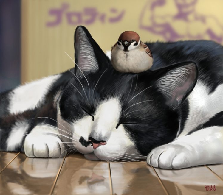 animal, Cute, Cat, Bird, Sparrow HD Wallpaper Desktop Background