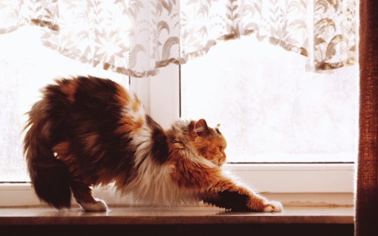animals, Pets, Cats HD Wallpaper Desktop Background