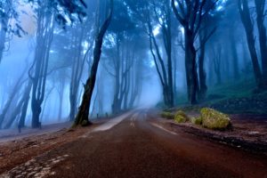 portugal, Forest, Fog, Trees, Road, Landscapes, Nature