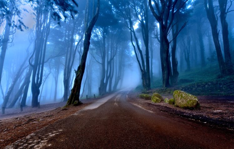 portugal, Forest, Fog, Trees, Road, Landscapes, Nature HD Wallpaper Desktop Background