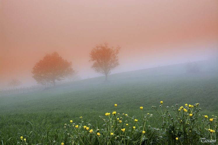 fog, Nature, Landscapes, Trees, Grass, Green, Spring, Hills, Flowers HD Wallpaper Desktop Background