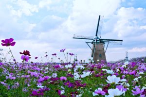 beauty, Clouds, Flowers, Landscaps, Nature, Red, Roses, Sky, Spring, Tulips, Windmill, Yellow