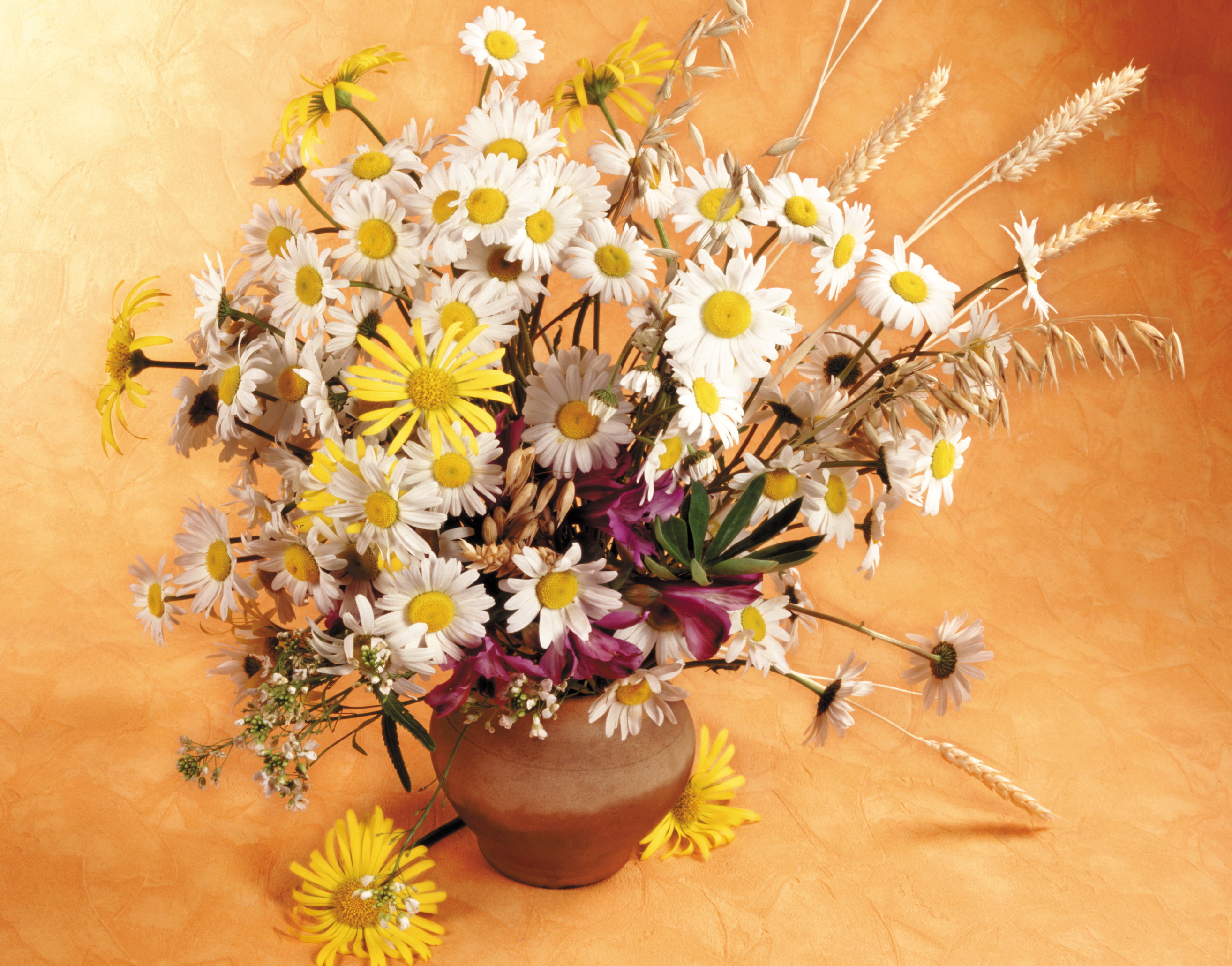bouquets, Camomiles, Flowers, Still, Life Wallpaper