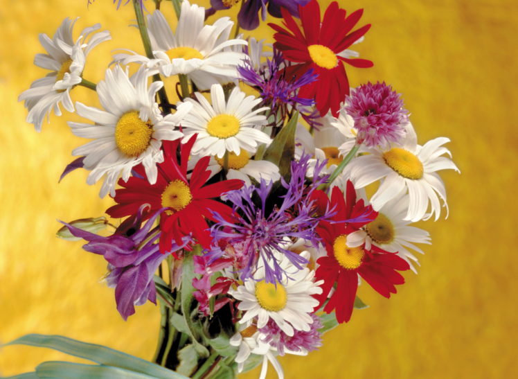 bouquets, Camomiles, Flowers HD Wallpaper Desktop Background