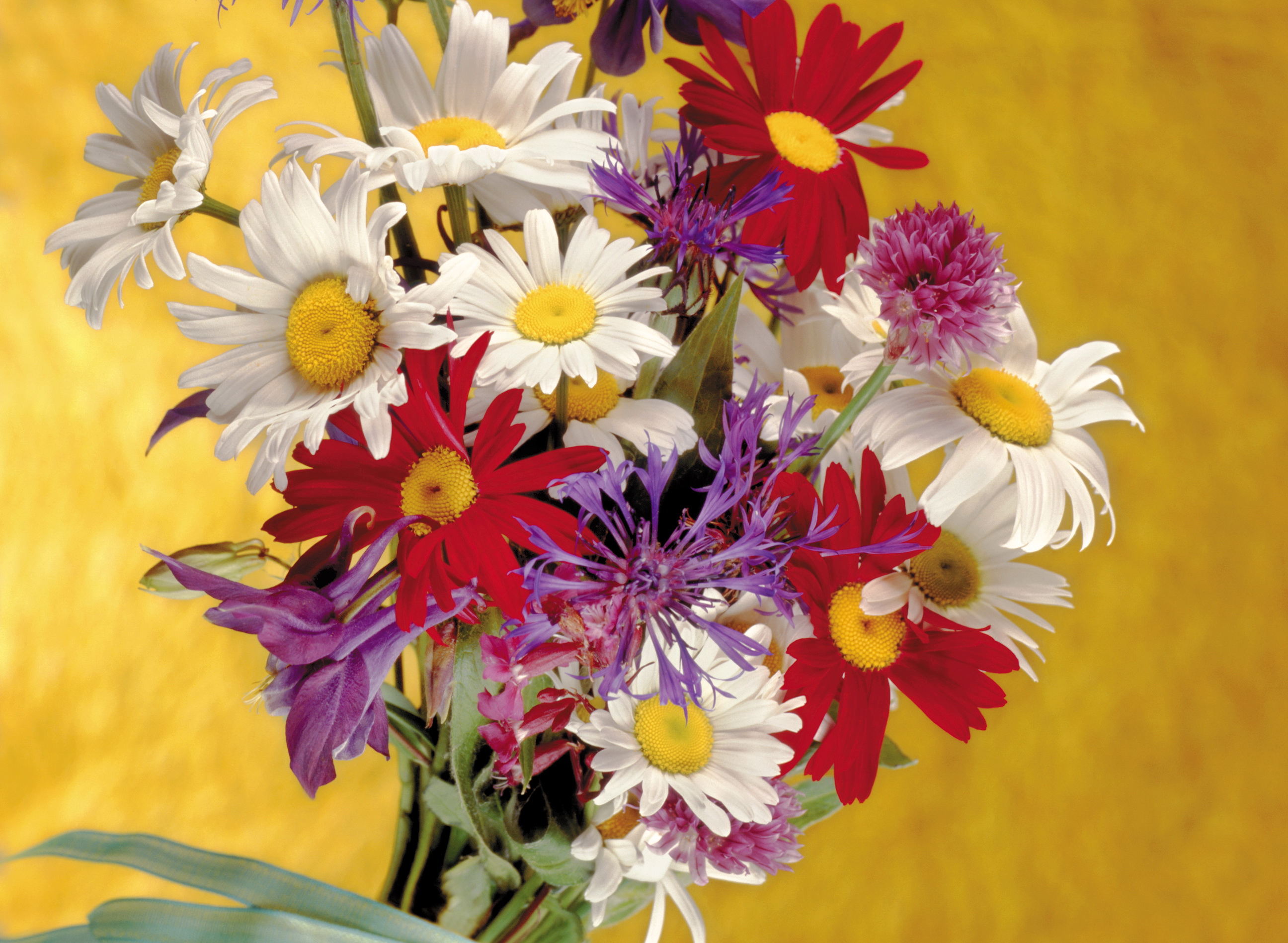 bouquets, Camomiles, Flowers Wallpaper